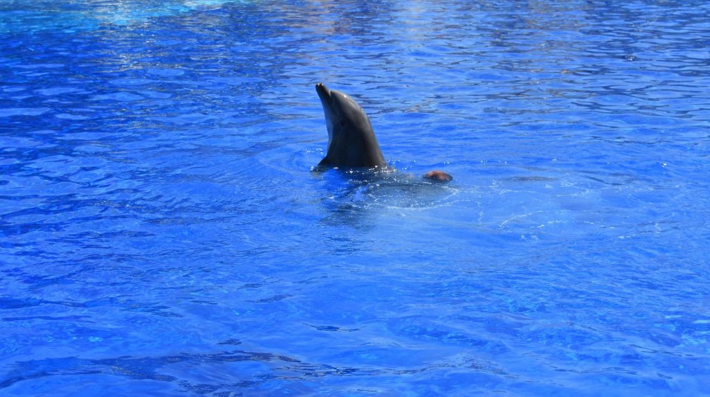 Delfini del Marineland di Antibes