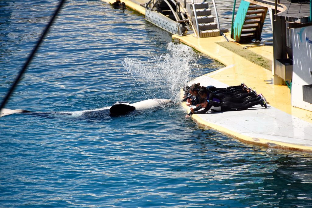 Marineland, Antibes