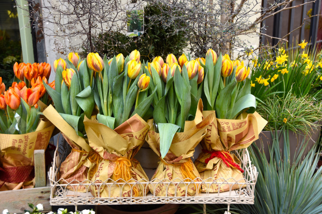 primavera