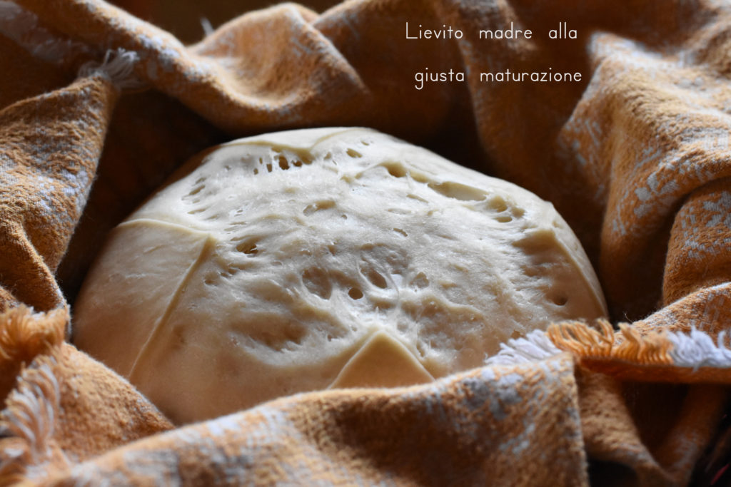 lievito madre per colomba