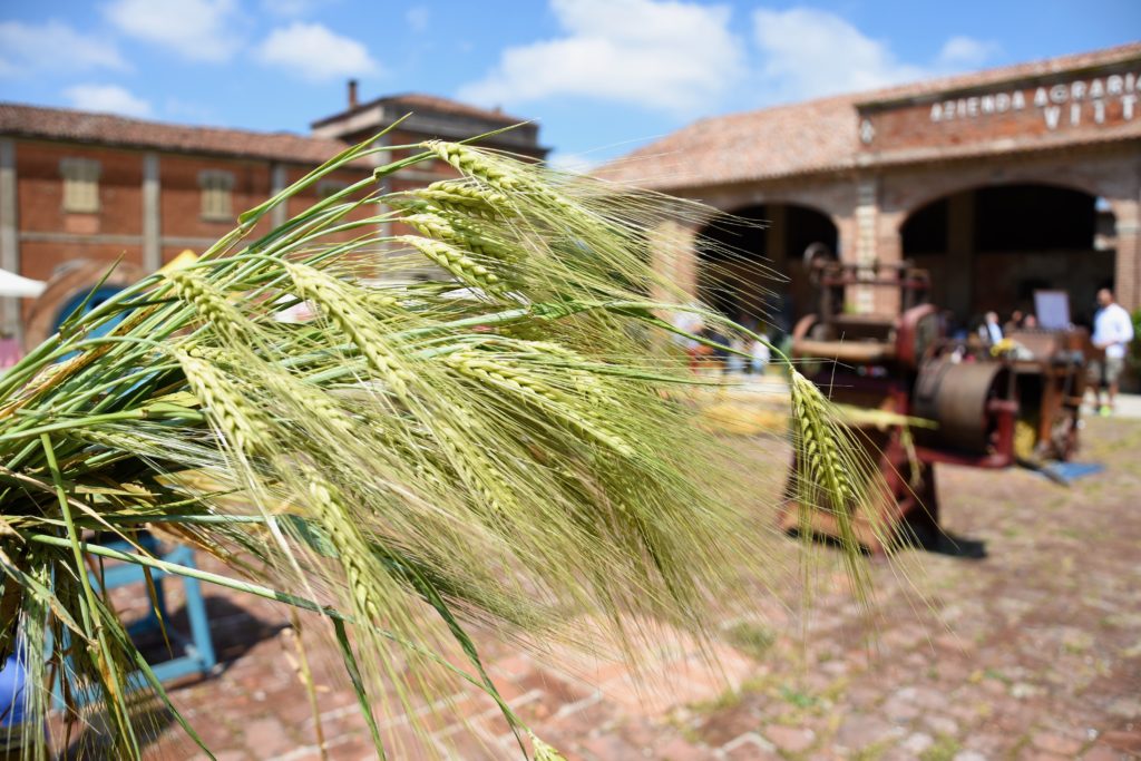 pasta fresca e grano