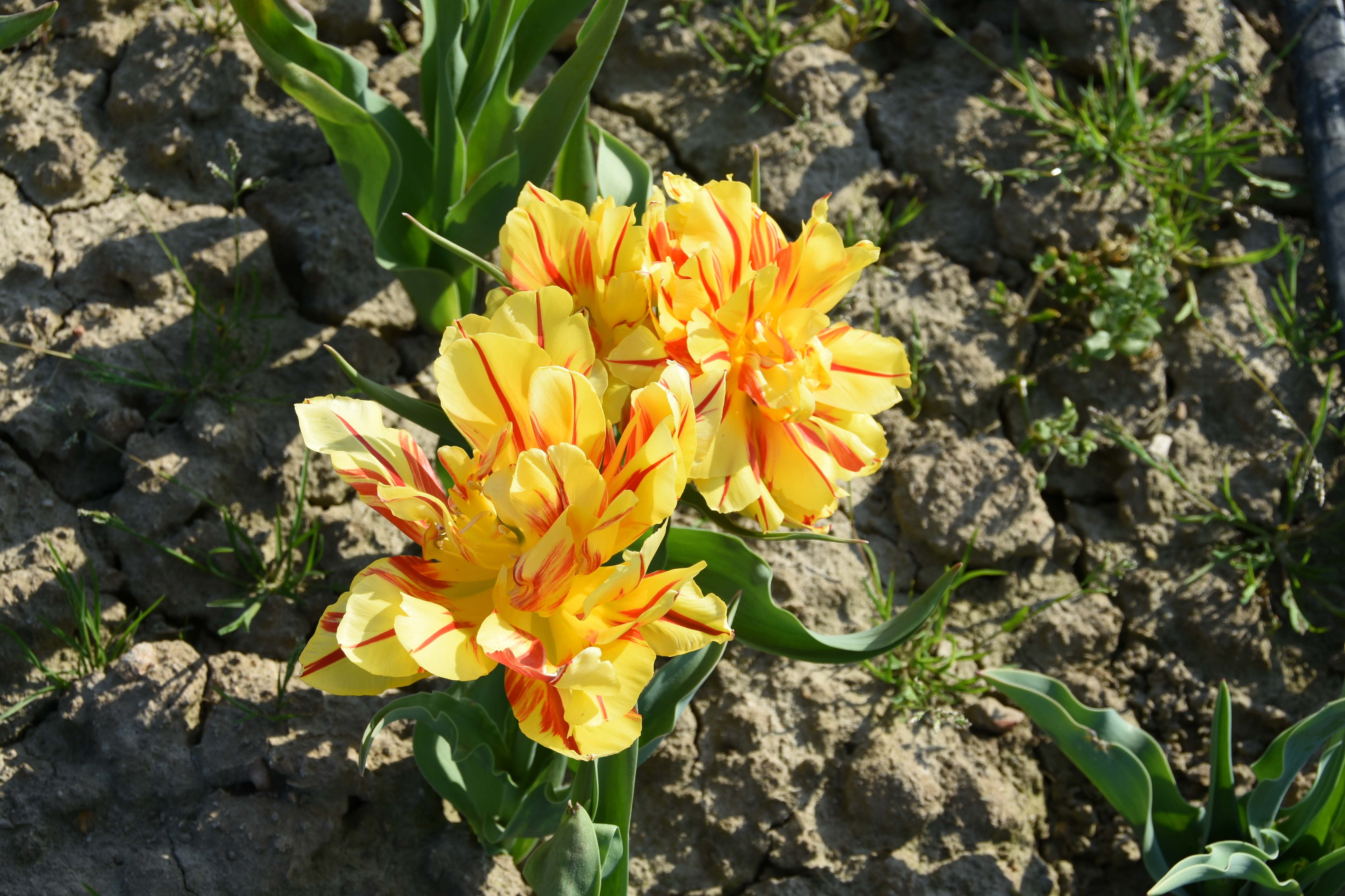 tulipani